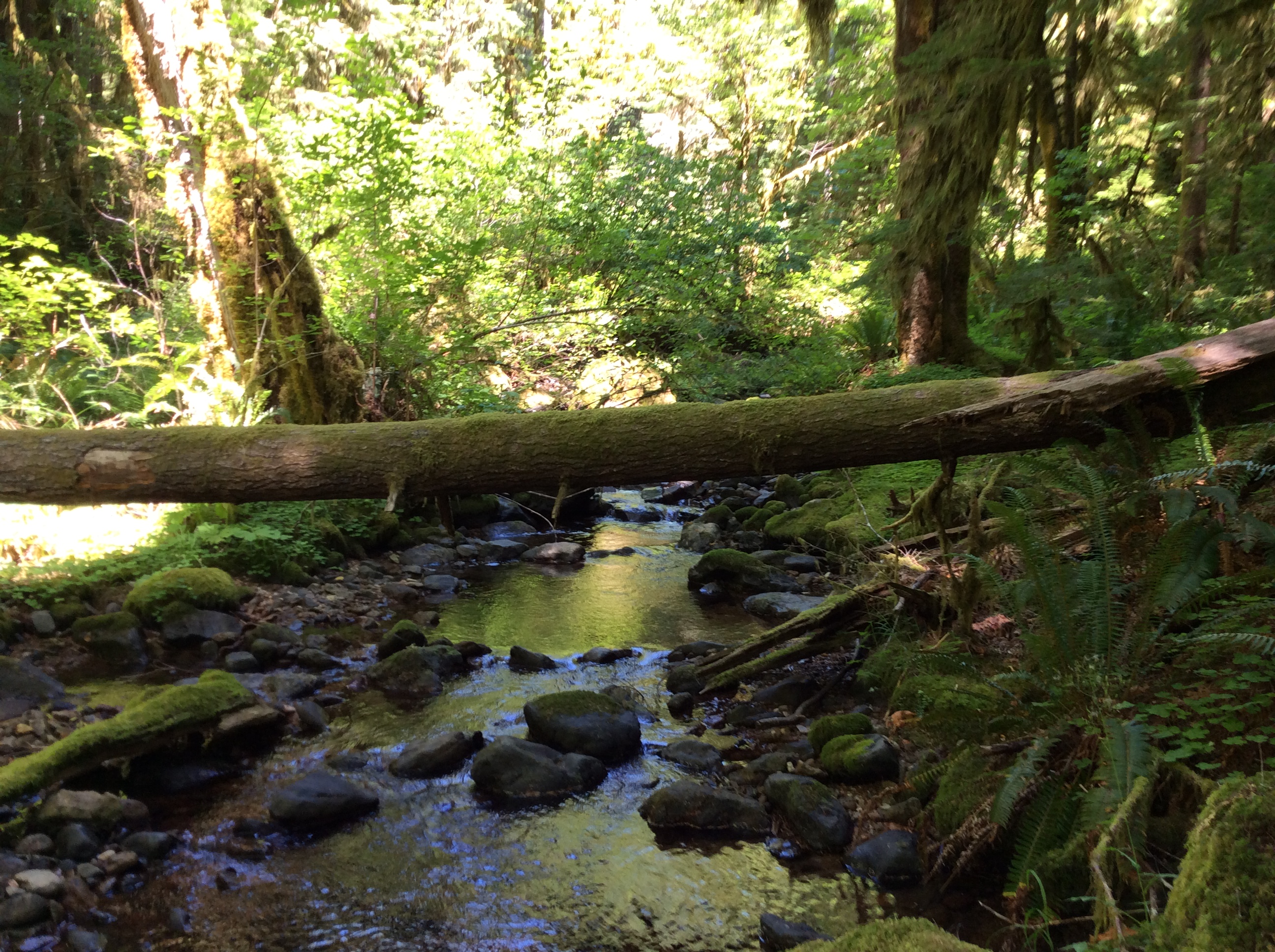 large wood across creek
