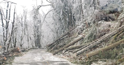tress cut away from a road storm 2024