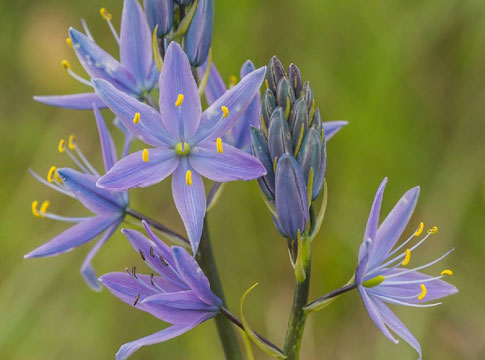 Camas flower