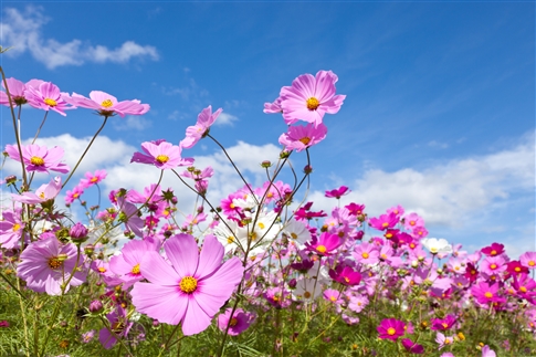 pink flowers in sunny sky