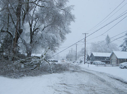 Snowy neighborhood with downed trees and power lines.