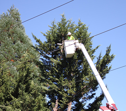 Forester prunes fir trees near power line