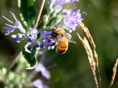 Honey bee on a purple flower