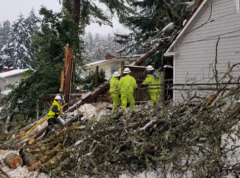 Crew working in snow around fallen trees