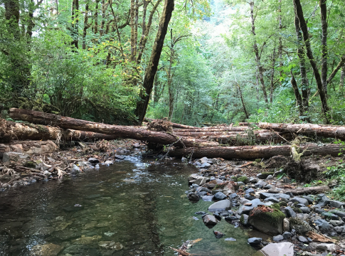 Deer Creek, photo credit McKenzie Watershed Council