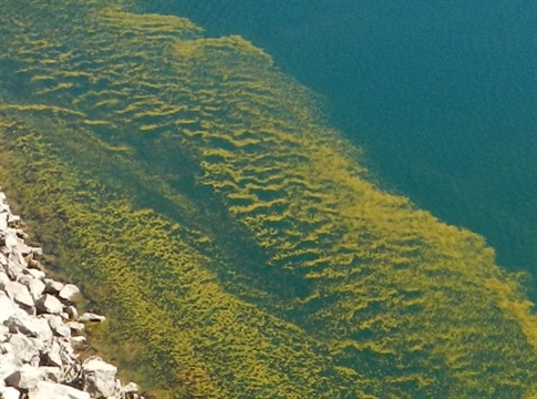 Harmful algal bloom in Cougar Reservoir