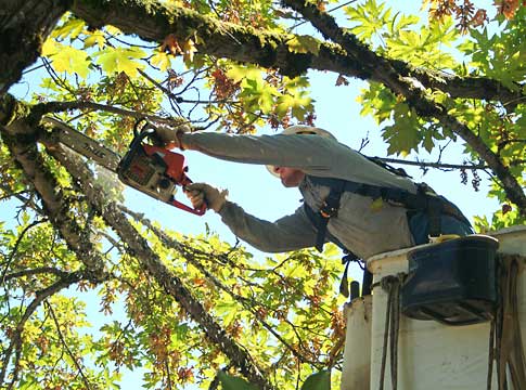 Picture of man in a bucket truck with a chainsaw pruning a tree