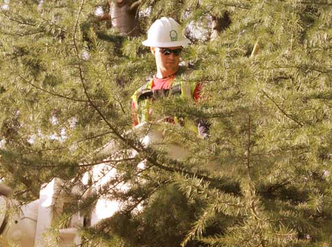 Man in a bucket truck trimming an evergreen tree