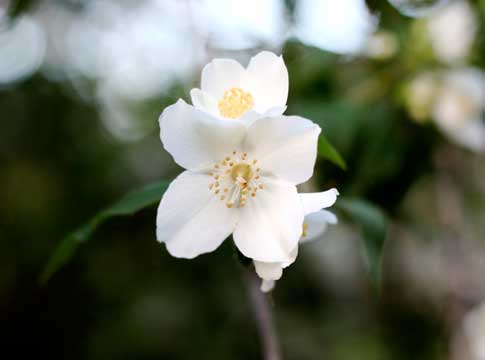 Close up of mock orange blossom.