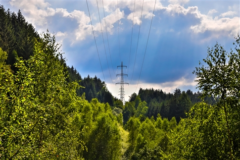 Power lines through forest area