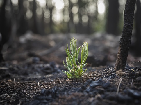 Tree sapling growing in charred ground