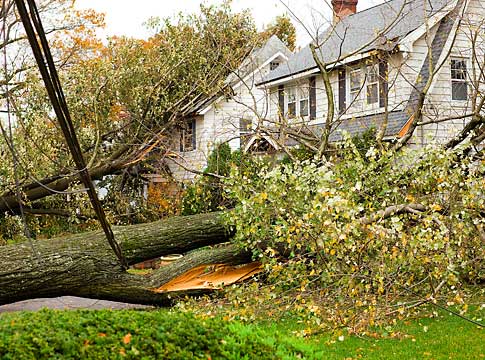 Picture of a house with a large tree down in the yard on top of power lines