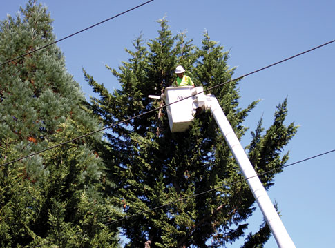 Tree trimming worker high up in a bucket truck