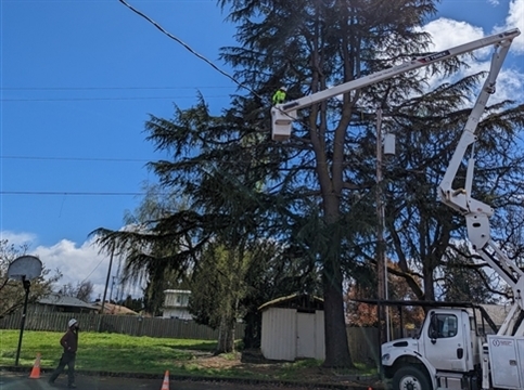 tree trimming with two people and a tree and truck