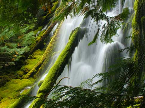 waterfall with lush vegetation