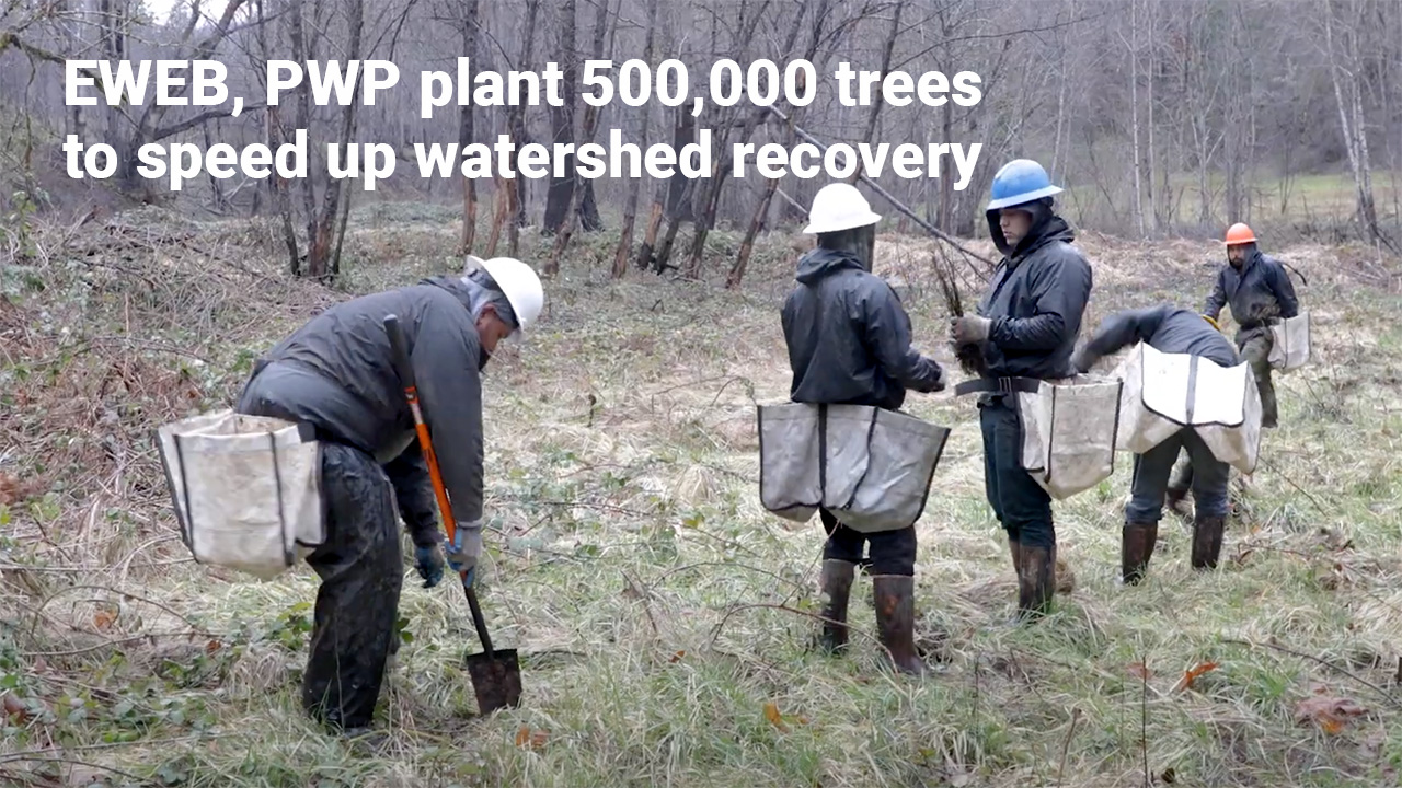 EWEB coordinates tree plantings for PWP landowners