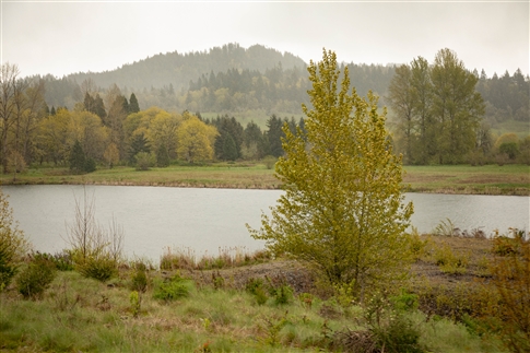 Willamette River near Eugene