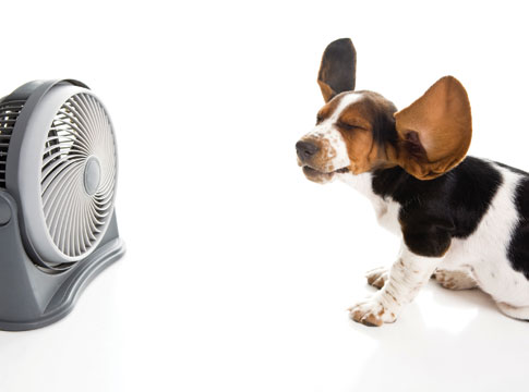 Beagle sitting in front of a fan with his ears blowing back.