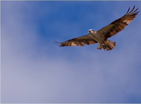 Osprey in flight in a blue sky