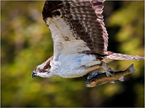Osprey in flight with fish in talons