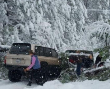 Cars stopped on road due to downed tress