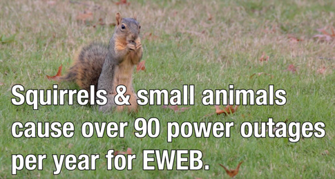 Squirrel eating a nut. Squirrels and small animals cause over 90 outages a year for EWEB.