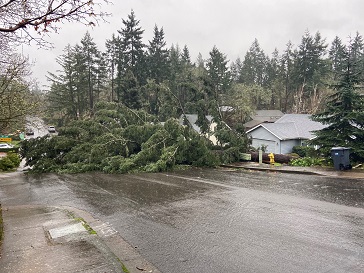A large tree fell across the street during a windstorm