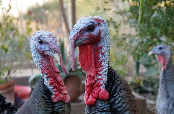 picture of live turkeys looking at the camera