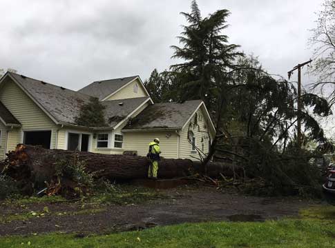 Large tree knocked over next to a light yellow house.