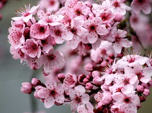 Close up of pink blossoms.